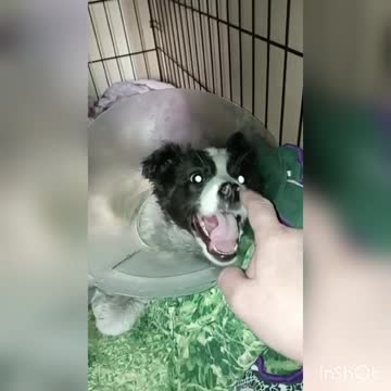 Our four-legged friends, offended by fate