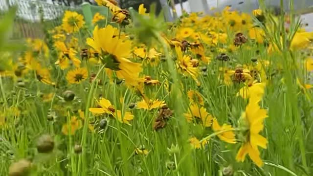 View of a bee passing by in a flower garden