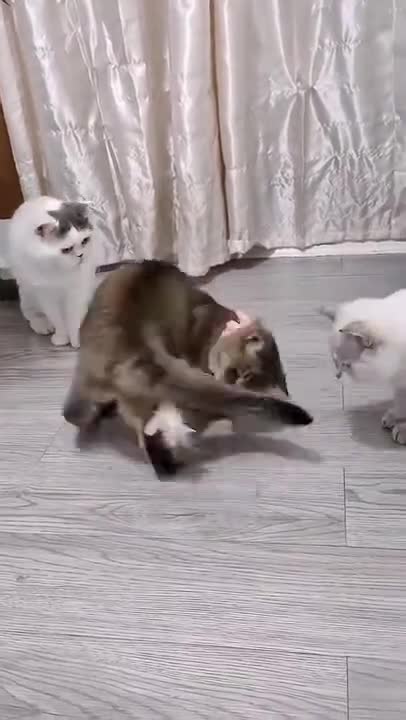 Funny Videos Lovely Cat