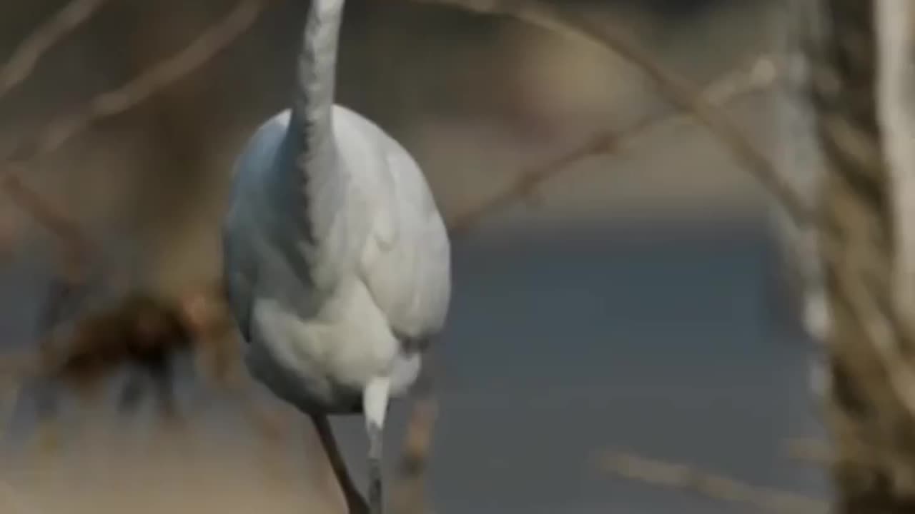 Wildlife is in closer view with a natural perspective.