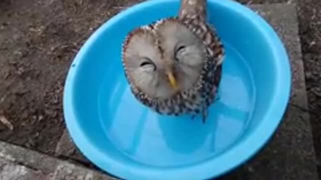 owl cooling off from the heat