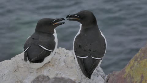 The Razorbill: Close Up HD Footage (Alca torda)