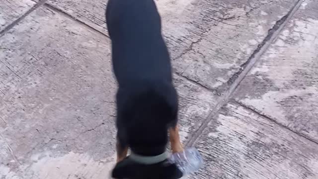 Dog likes to play with empty water bottle