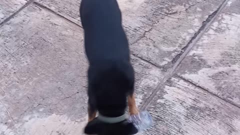 Dog likes to play with empty water bottle