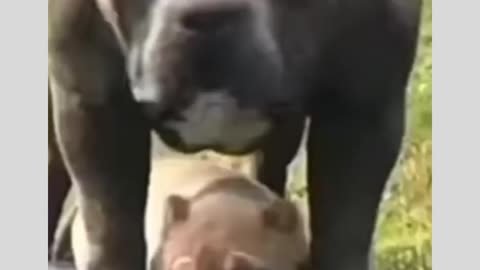 Pitbull the beast dog most watch