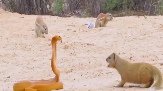 COBRA BULLIED BY SQUIRRELS & MONGOOSE