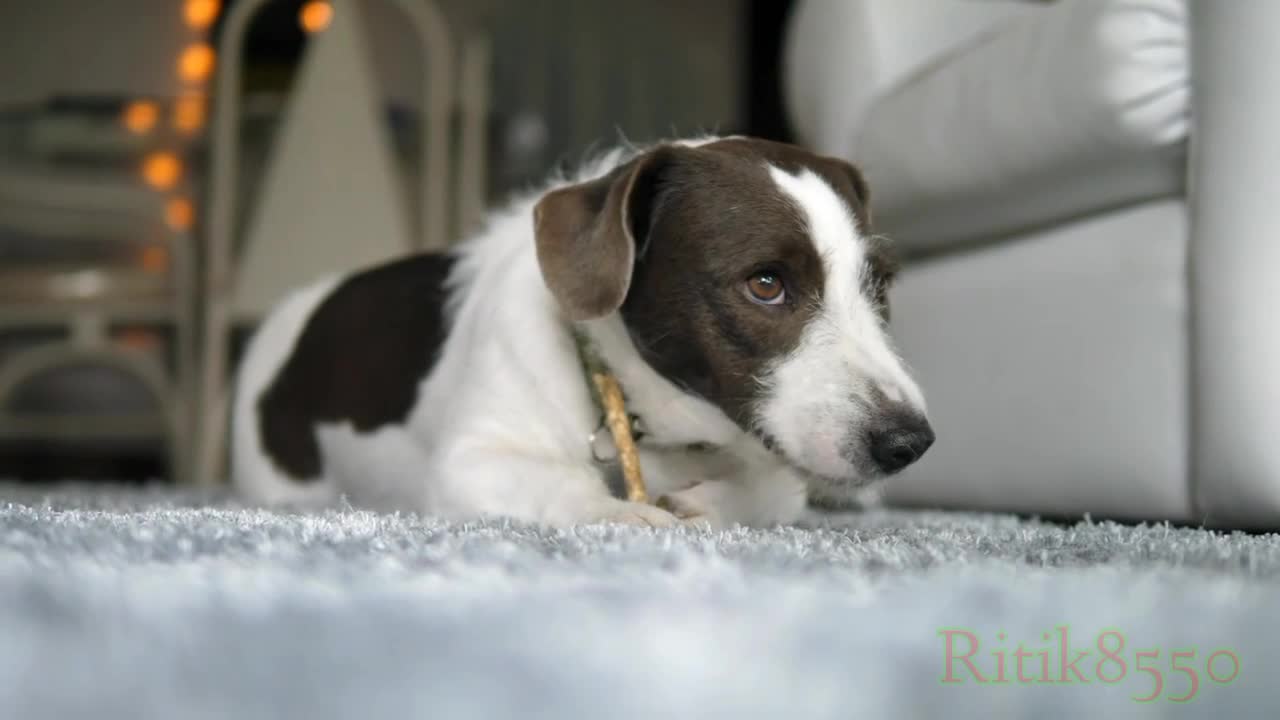 Dog πΆπ | cute dog | puppy