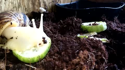 Snail eats cucumber