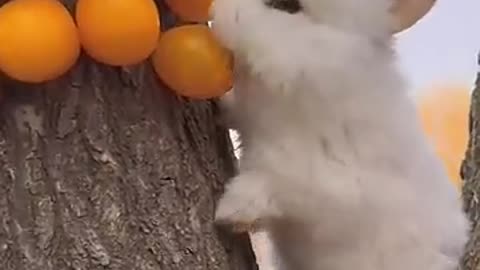 Cute rabbit 🐰 eating fruit 🍑!!!