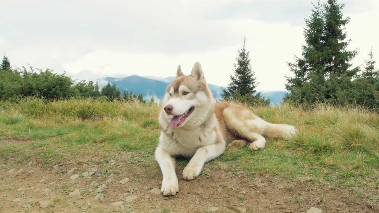 Dogs dogs