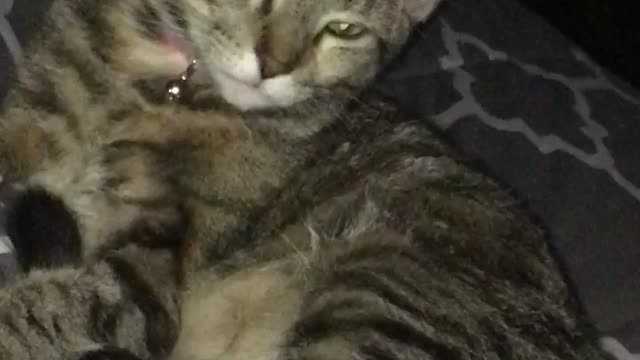 Is a ghost petting my cat?