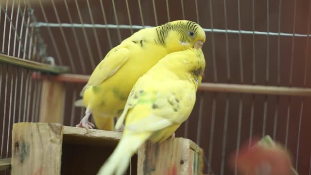 Budgies mating sound and female impress | Budgie matting call |