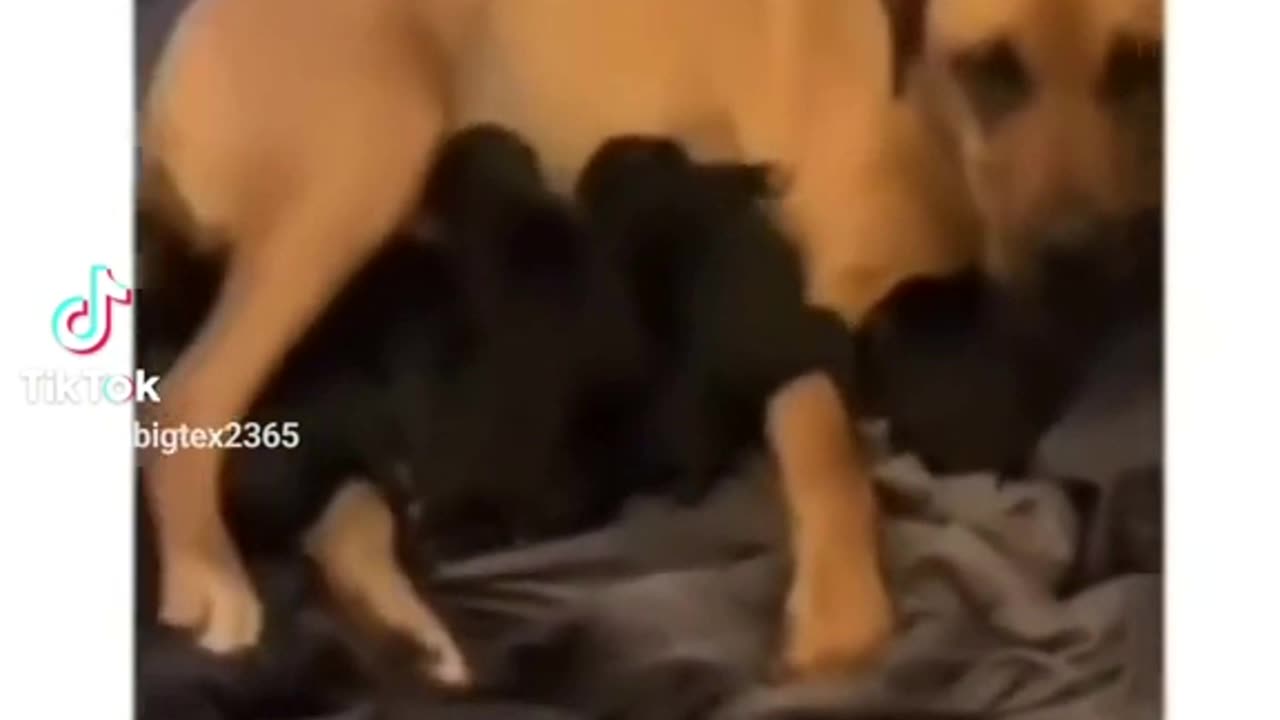 Millie is not the father