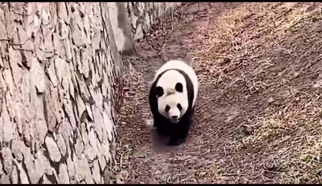 The magic walk of giant pandas is a funny series.