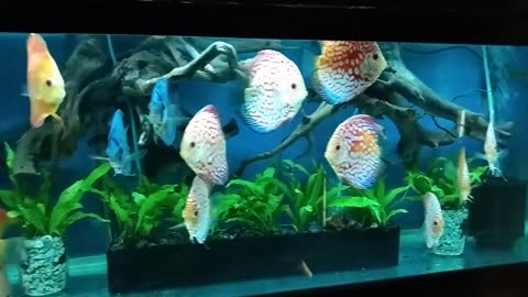 My DISCUS FISH