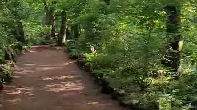 a forest road