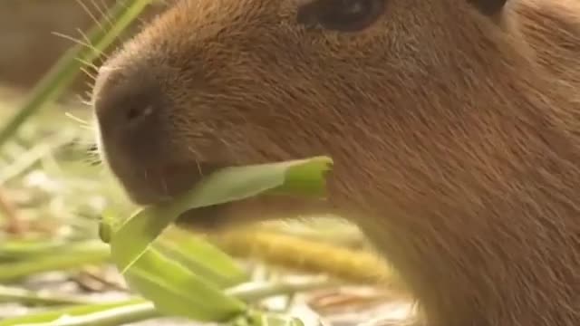 Cute capybara having a lunch