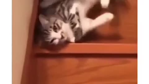 Funny cat video