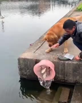 kind dog save fish