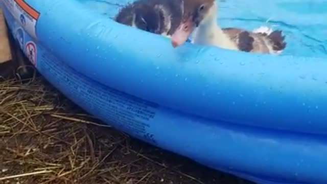 Amanda Grace Talks...Guess Who Got Their New Pool!!