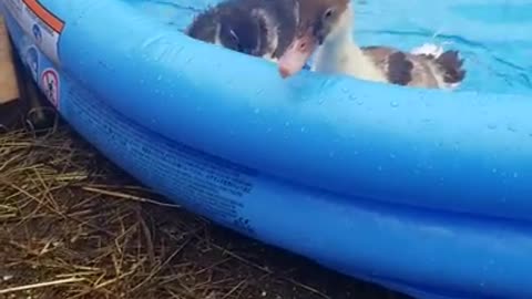 Amanda Grace Talks...Guess Who Got Their New Pool!!