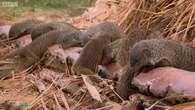 One Mongoose Born Every Minute | Banded Brothers (The Mongoose Mob) | BBC Earth