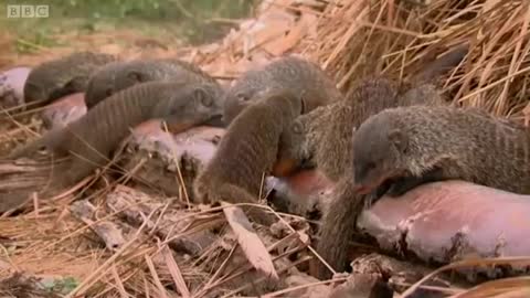 One Mongoose Born Every Minute | Banded Brothers (The Mongoose Mob) | BBC Earth