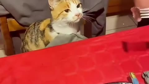 Funny animal videos