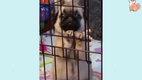 Funny Dog Best Videos