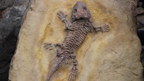 Where and How to Look for Fossils