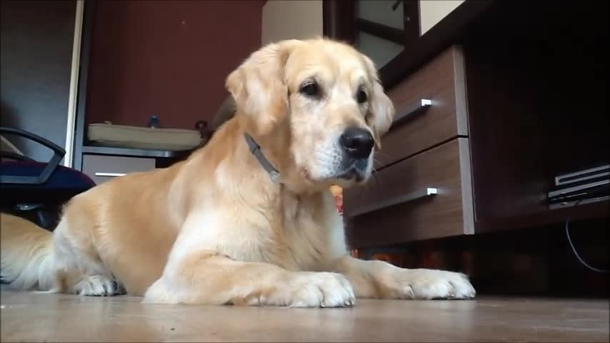 Determined dog attempts to retrieve his ball