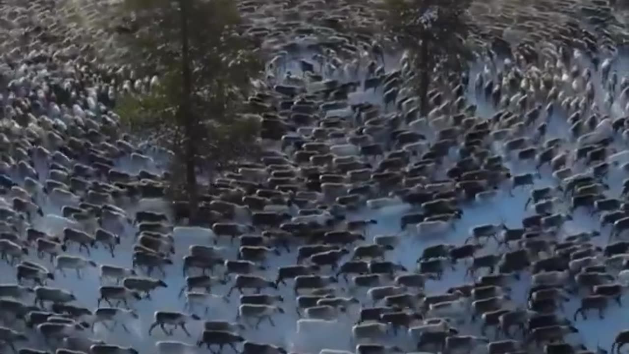 An interesting sight: for your attention "deer cyclone".