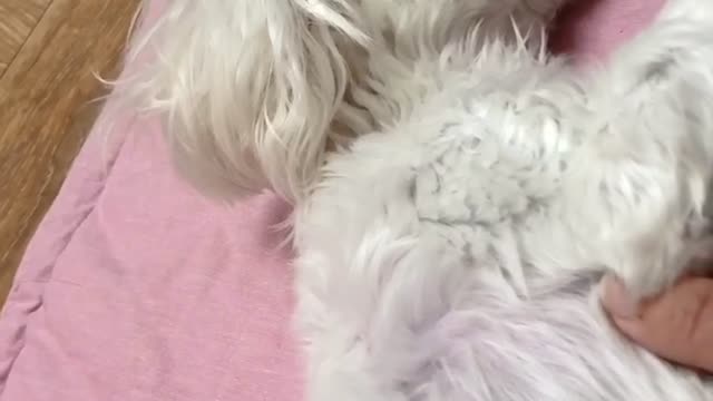 The silent command of sleepy Maltese.