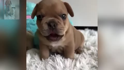 What an adorable puppy