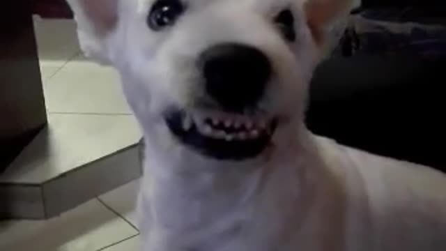 Irritated Dog Appears To Have An Evil Smile