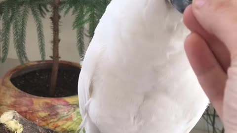 birds,bird,funnybirds,parrot,parrot talking,funny parrots tik tok,birds