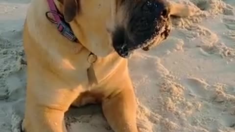 mastiff dog