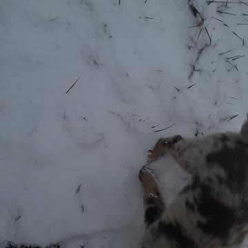 Cute puppy in snow