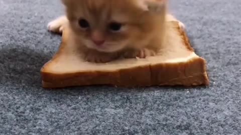 cat sandwich