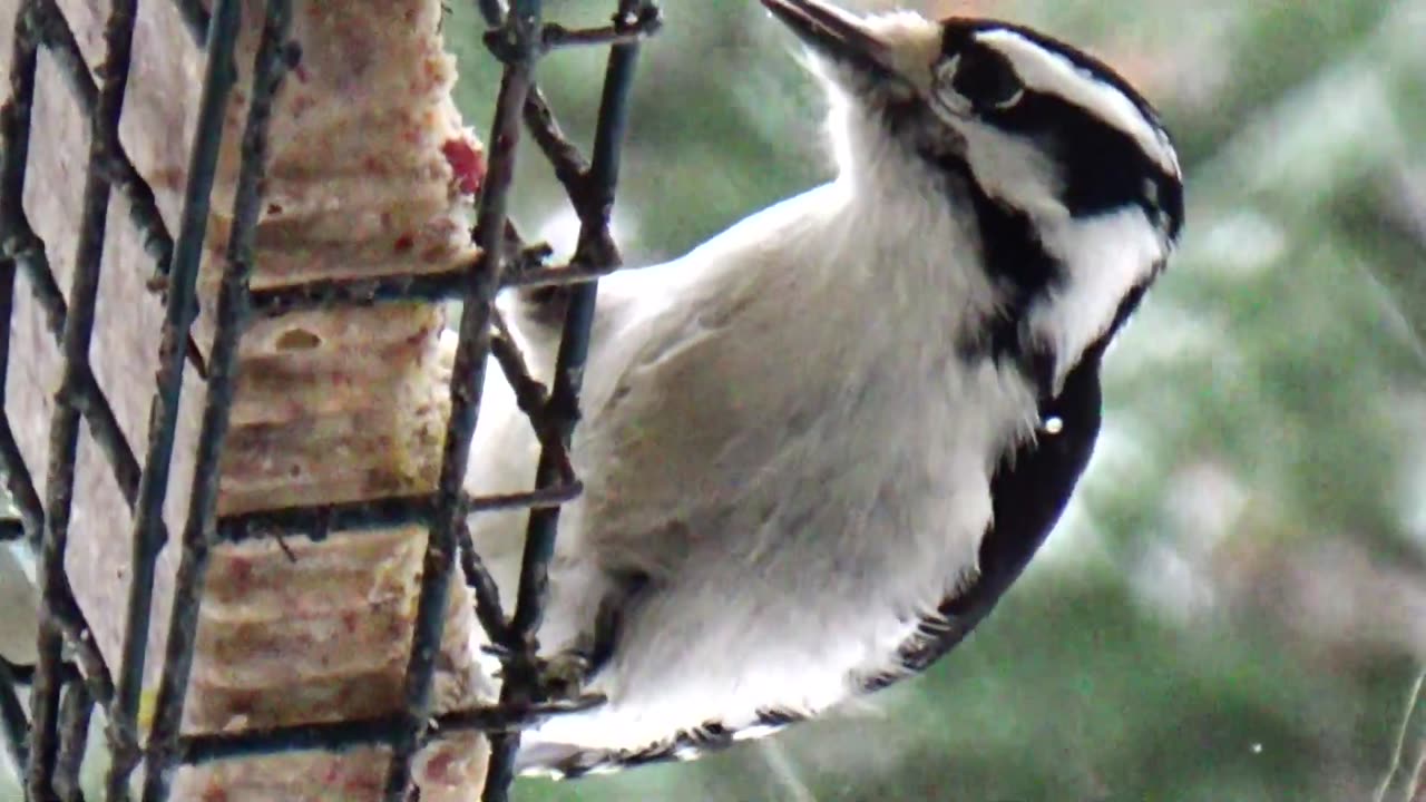 Downy Woodpecker