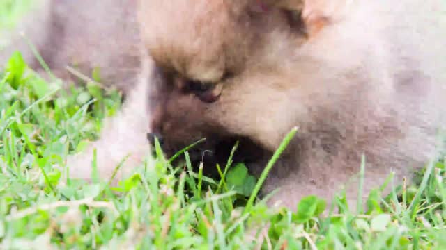 🤔🙄Cute Chow Chow Puppy Eating Grass🤔🙄