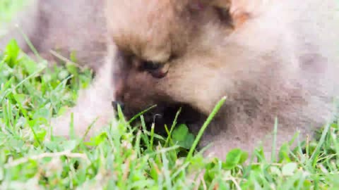 🤔🙄Cute Chow Chow Puppy Eating Grass🤔🙄