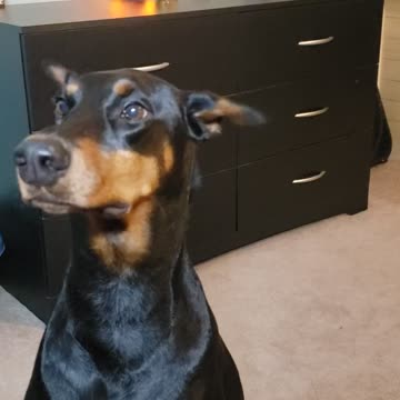 Doberman loves wearing makeup