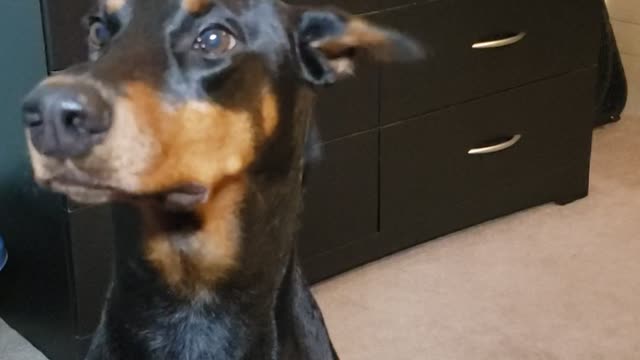 Doberman loves wearing makeup