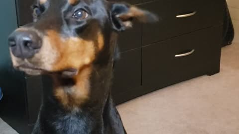 Doberman loves wearing makeup