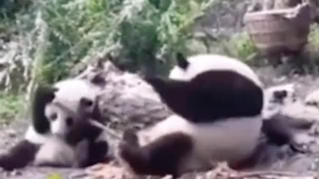 funny animals videos compilation #01