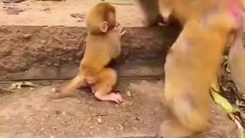 Cute Monkey