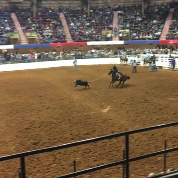 Calf roping at the Fort Worth Rodeo