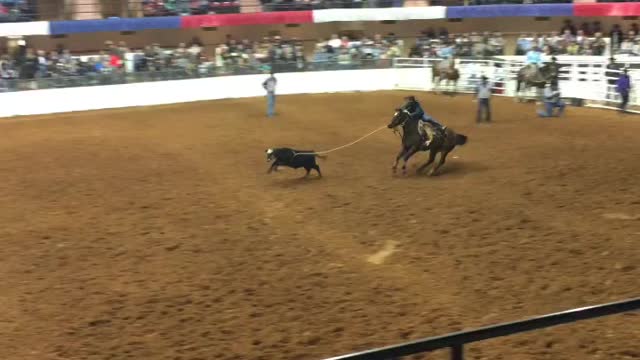 Calf roping at the Fort Worth Rodeo