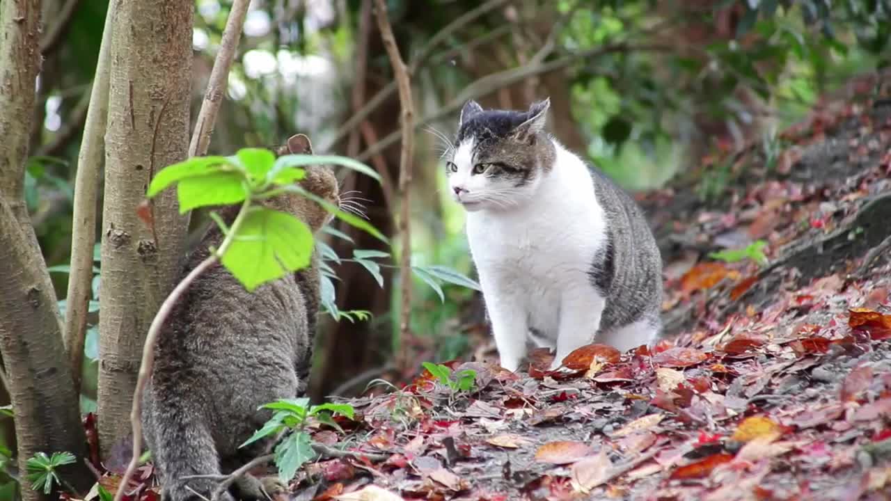 Two cats talking